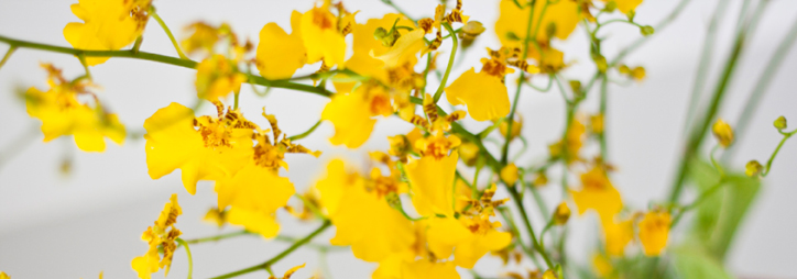 Beautiful Yellow Flowers