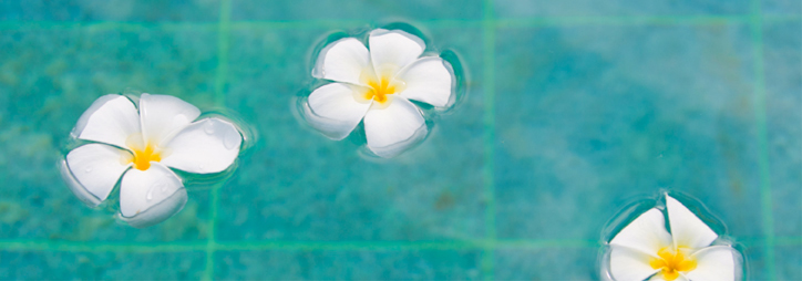 Flower petals in swimming pool